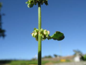 Fotografia da espécie Rumex conglomeratus