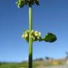 Fotografia 12 da espécie Rumex conglomeratus do Jardim Botânico UTAD