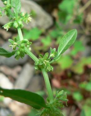 Fotografia 13 da espécie Rumex conglomeratus no Jardim Botânico UTAD