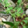 Fotografia 13 da espécie Rumex conglomeratus do Jardim Botânico UTAD