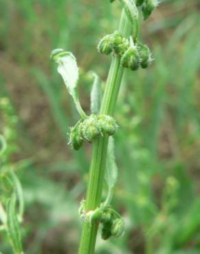 Fotografia 14 da espécie Rumex conglomeratus no Jardim Botânico UTAD