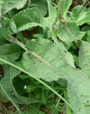 Fotografia 15 da espécie Rumex conglomeratus no Jardim Botânico UTAD