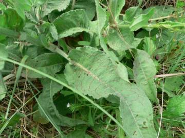 Fotografia da espécie Rumex conglomeratus