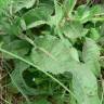 Fotografia 15 da espécie Rumex conglomeratus do Jardim Botânico UTAD