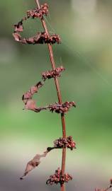 Fotografia da espécie Rumex conglomeratus