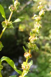 Fotografia da espécie Rumex conglomeratus