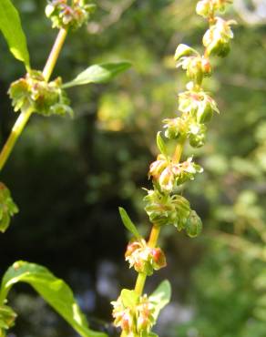 Fotografia 1 da espécie Rumex conglomeratus no Jardim Botânico UTAD