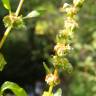 Fotografia 1 da espécie Rumex conglomeratus do Jardim Botânico UTAD