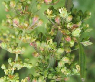 Fotografia da espécie Rumex conglomeratus