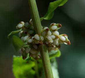 Fotografia da espécie Rumex conglomeratus