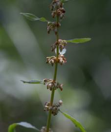 Fotografia da espécie Rumex conglomeratus