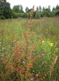 Fotografia da espécie Rumex conglomeratus