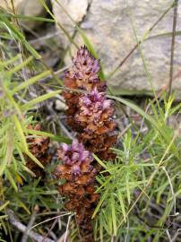 Fotografia da espécie Orobanche latisquama