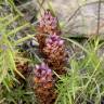 Fotografia 3 da espécie Orobanche latisquama do Jardim Botânico UTAD