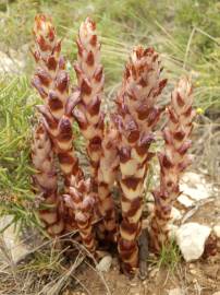 Fotografia da espécie Orobanche latisquama