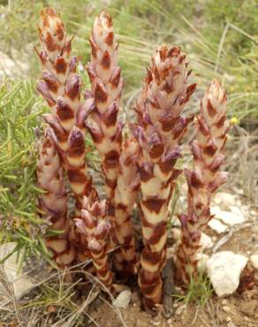 Fotografia 1 da espécie Orobanche latisquama no Jardim Botânico UTAD