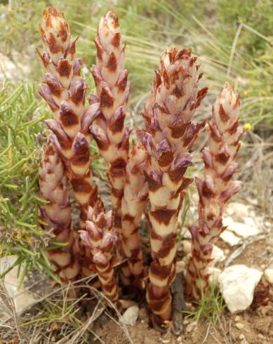 Fotografia de capa Orobanche latisquama - do Jardim Botânico