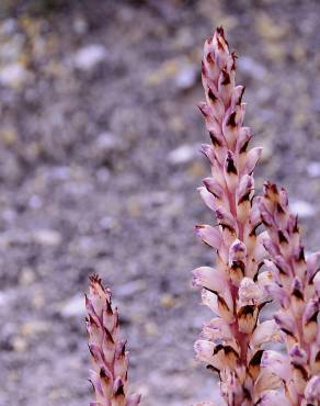 Fotografia 4 da espécie Orobanche latisquama no Jardim Botânico UTAD