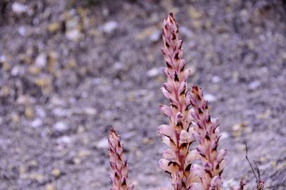 Fotografia da espécie Orobanche latisquama