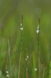 Fotografia da espécie Parapholis strigosa