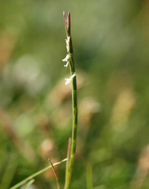 Fotografia 1 da espécie Parapholis strigosa no Jardim Botânico UTAD