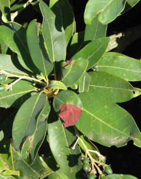Fotografia 1 da espécie Persea indica no Jardim Botânico UTAD