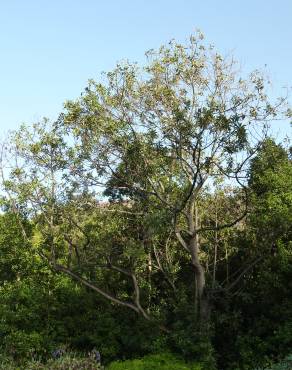 Fotografia 4 da espécie Persea indica no Jardim Botânico UTAD