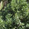 Fotografia 5 da espécie Persea indica do Jardim Botânico UTAD