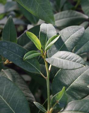 Fotografia 6 da espécie Persea indica no Jardim Botânico UTAD