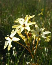 Fotografia da espécie Ixia paniculata