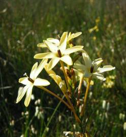 Fotografia da espécie Ixia paniculata