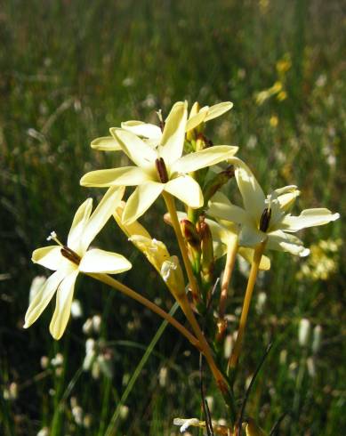 Fotografia de capa Ixia paniculata - do Jardim Botânico