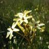 Fotografia 1 da espécie Ixia paniculata do Jardim Botânico UTAD