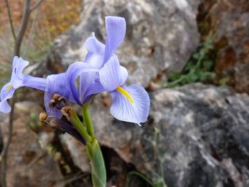 Fotografia da espécie Iris xiphium