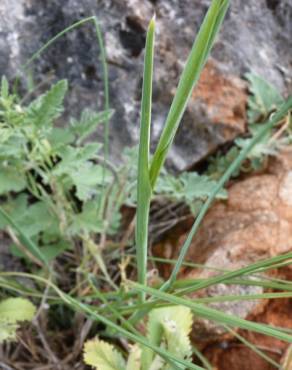 Fotografia 13 da espécie Iris xiphium no Jardim Botânico UTAD