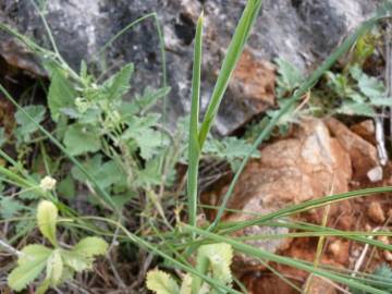 Fotografia da espécie Iris xiphium