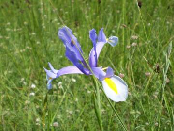 Fotografia da espécie Iris xiphium