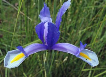 Fotografia da espécie Iris xiphium