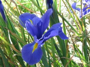 Fotografia da espécie Iris xiphium