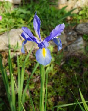 Fotografia 24 da espécie Iris xiphium no Jardim Botânico UTAD