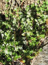 Fotografia da espécie Paronychia polygonifolia