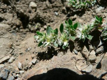 Fotografia da espécie Paronychia polygonifolia