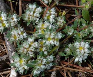 Fotografia da espécie Paronychia polygonifolia