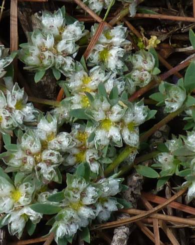 Fotografia de capa Paronychia polygonifolia - do Jardim Botânico