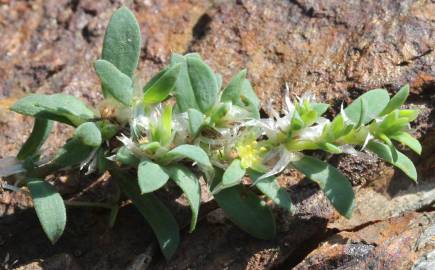 Fotografia da espécie Paronychia polygonifolia