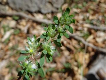 Fotografia da espécie Paronychia polygonifolia