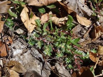 Fotografia da espécie Paronychia polygonifolia