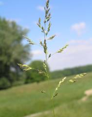 Poa angustifolia