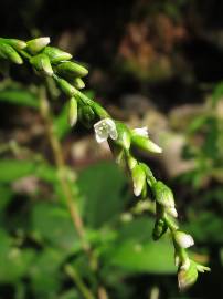 Fotografia da espécie Polygonum hydropiper