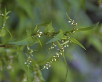 Fotografia da espécie Polygonum hydropiper